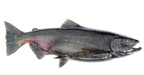 CHINOOK SALMON.PNG